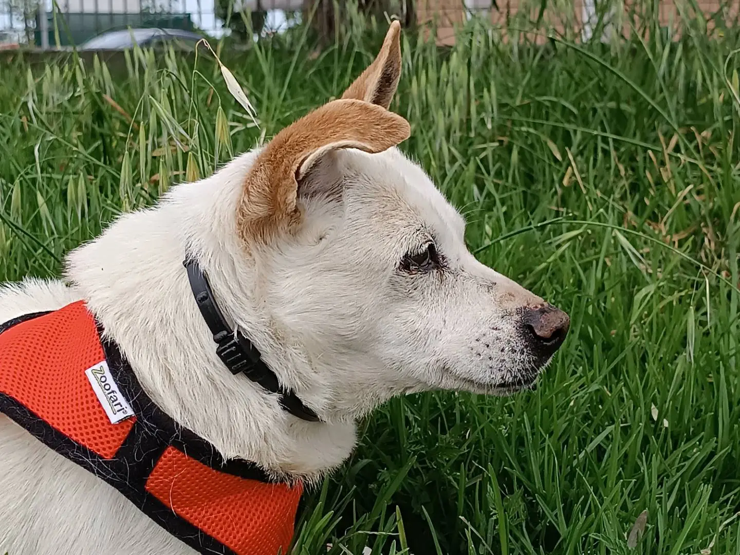 Adotta un cane, taglia piccola, maschio, Latina