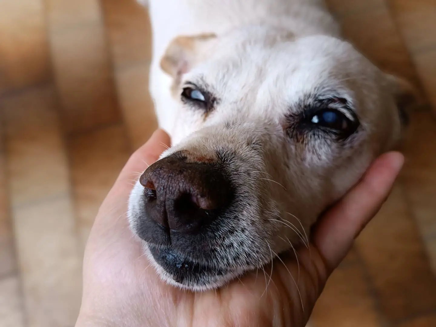 Vuoi adottare un cane a Latina?