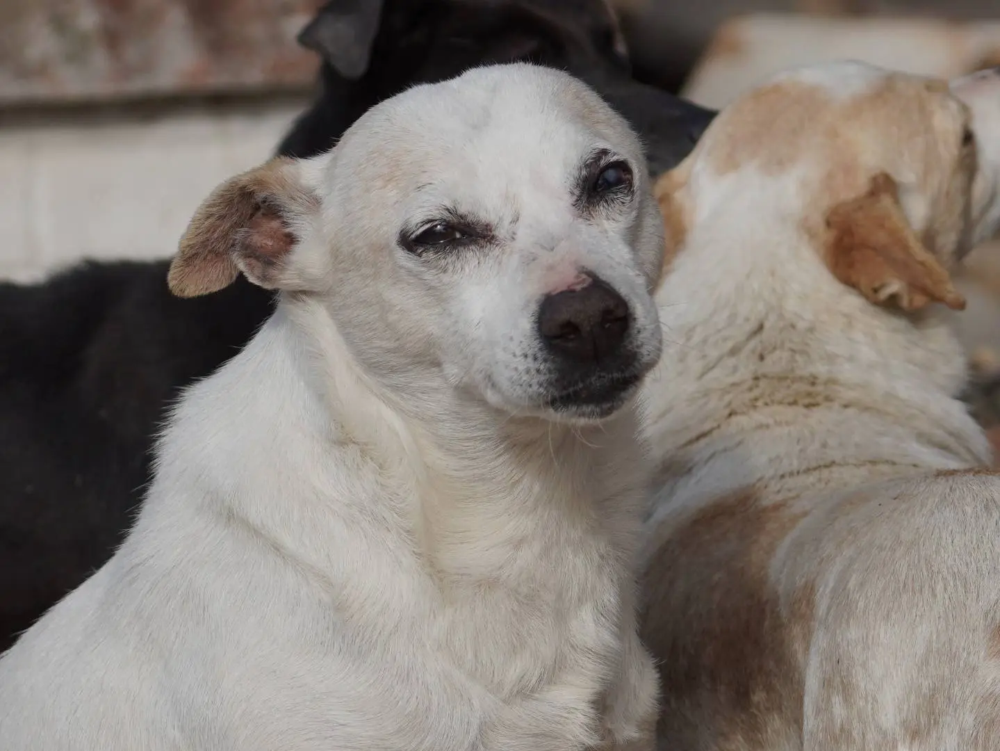Adozione cane, maschio, Razza sconosciuta Razza sconosciuta, 8 anni e 4 mesi, taglia piccola, Latina