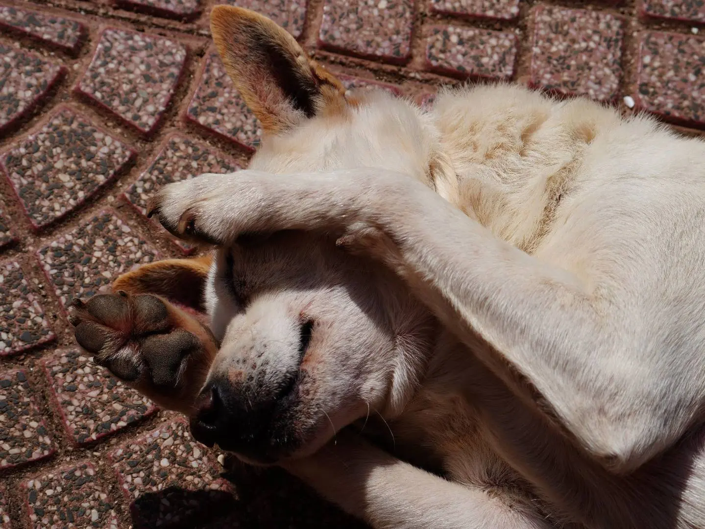 Adotta il cane gino a Latina