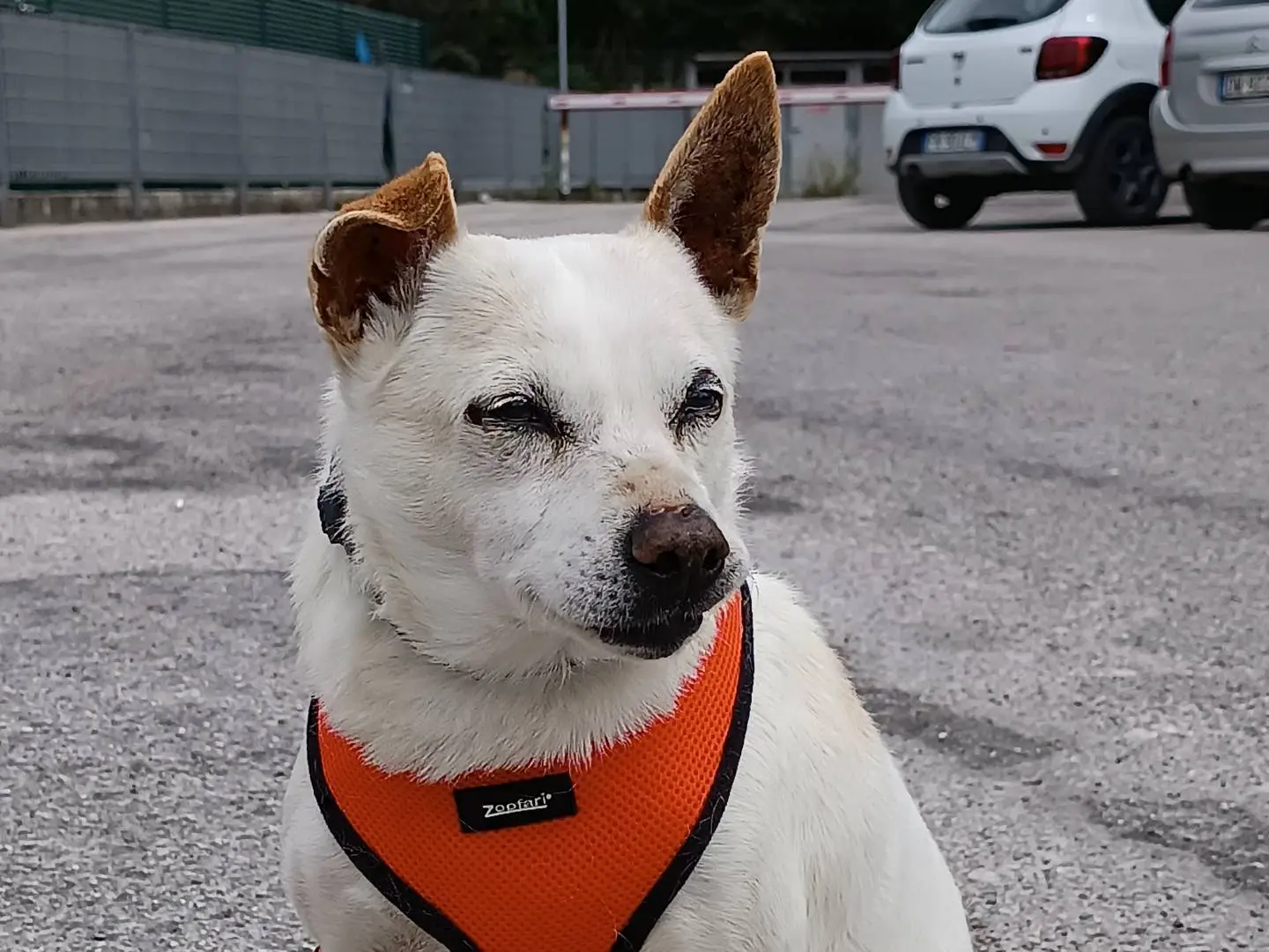 Adotta un cane, maschio, 8 anni e 4 mesi, Latina