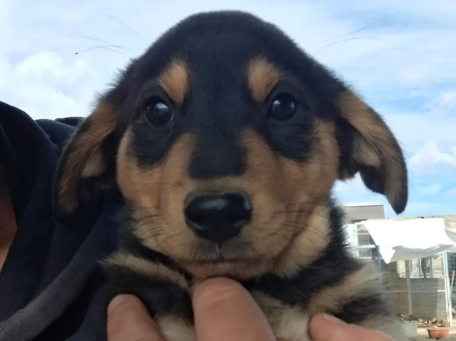 Adozione cane, maschio, Razza sconosciuta Razza sconosciuta, 3 mesi, taglia media, Crotone