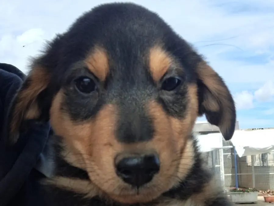 Adotta un cane, taglia media, maschio, Crotone