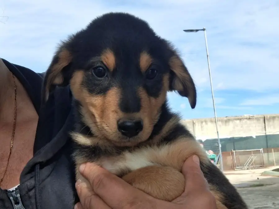Vuoi adottare un cane a Crotone?