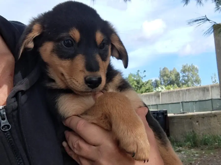 Adotta un cane, maschio, 3 mesi, Crotone