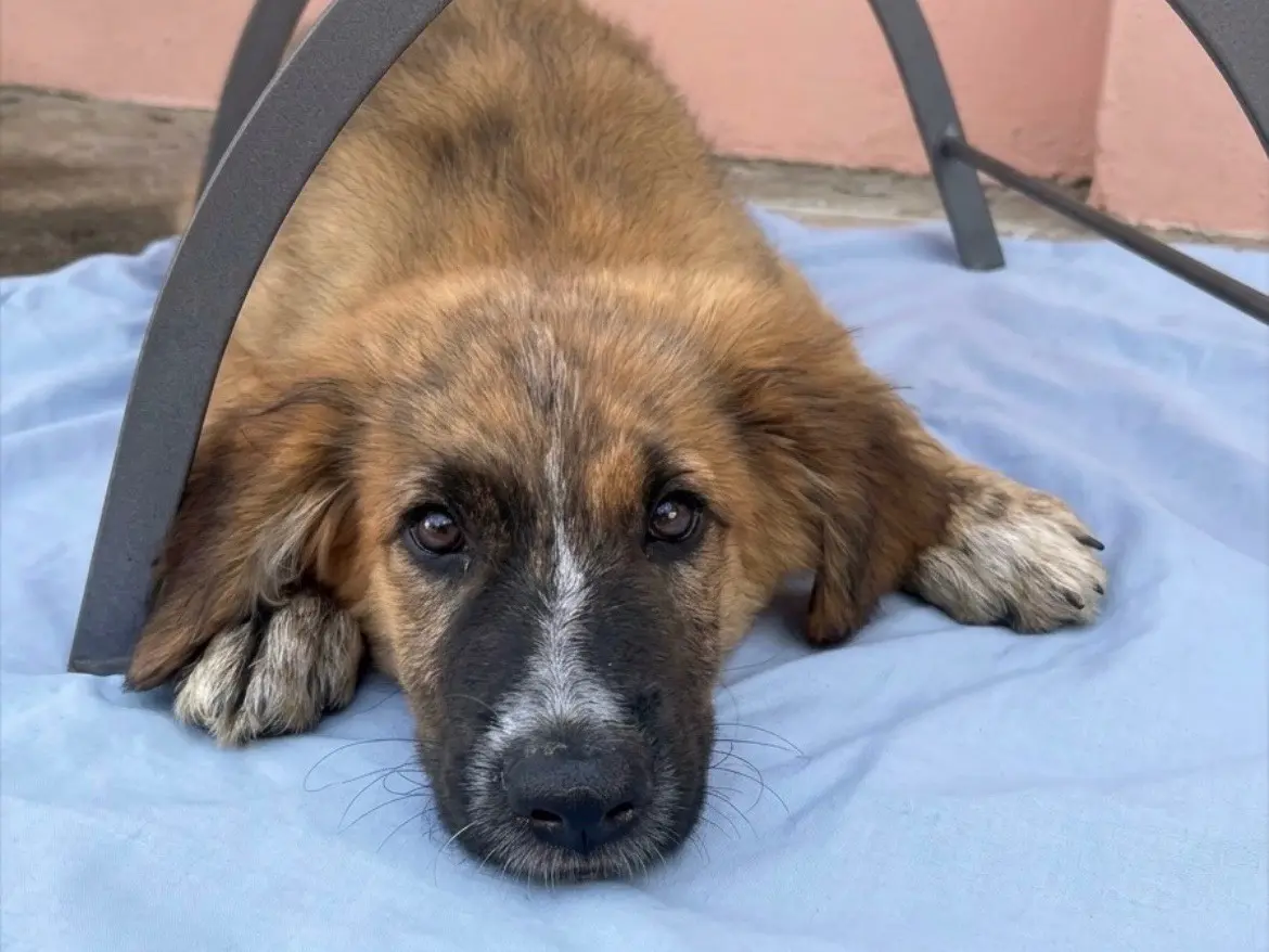 Adotta un cane, maschio, 4 mesi, Sud