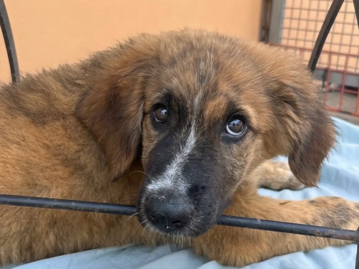 Adozione cane, maschio, Razza sconosciuta Razza sconosciuta, 4 mesi, taglia media, Sud