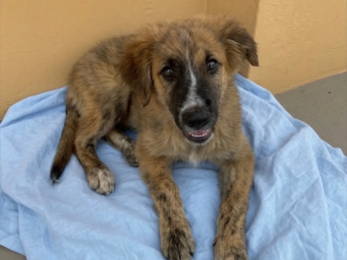 Vuoi adottare un cane a Sud?