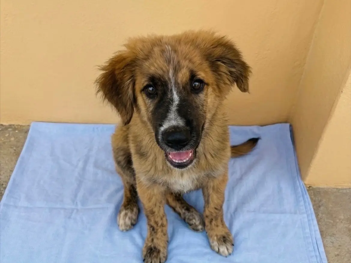 Adotta un cane, taglia media, maschio, Sud