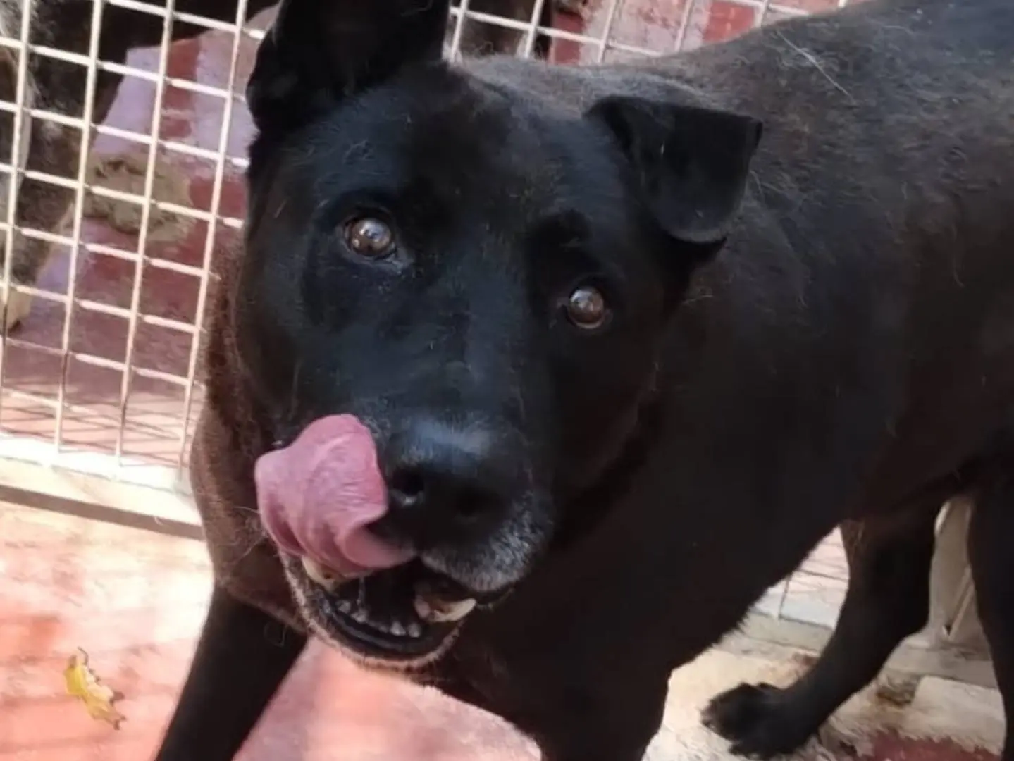 Adotta un cane, maschio, 14 anni e 9 mesi, Viterbo