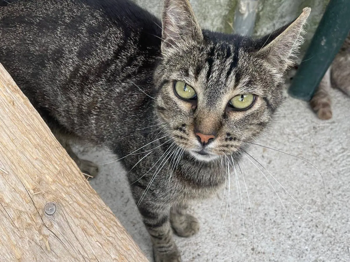 Adotta un gatto, taglia non valida, maschio, Terni
