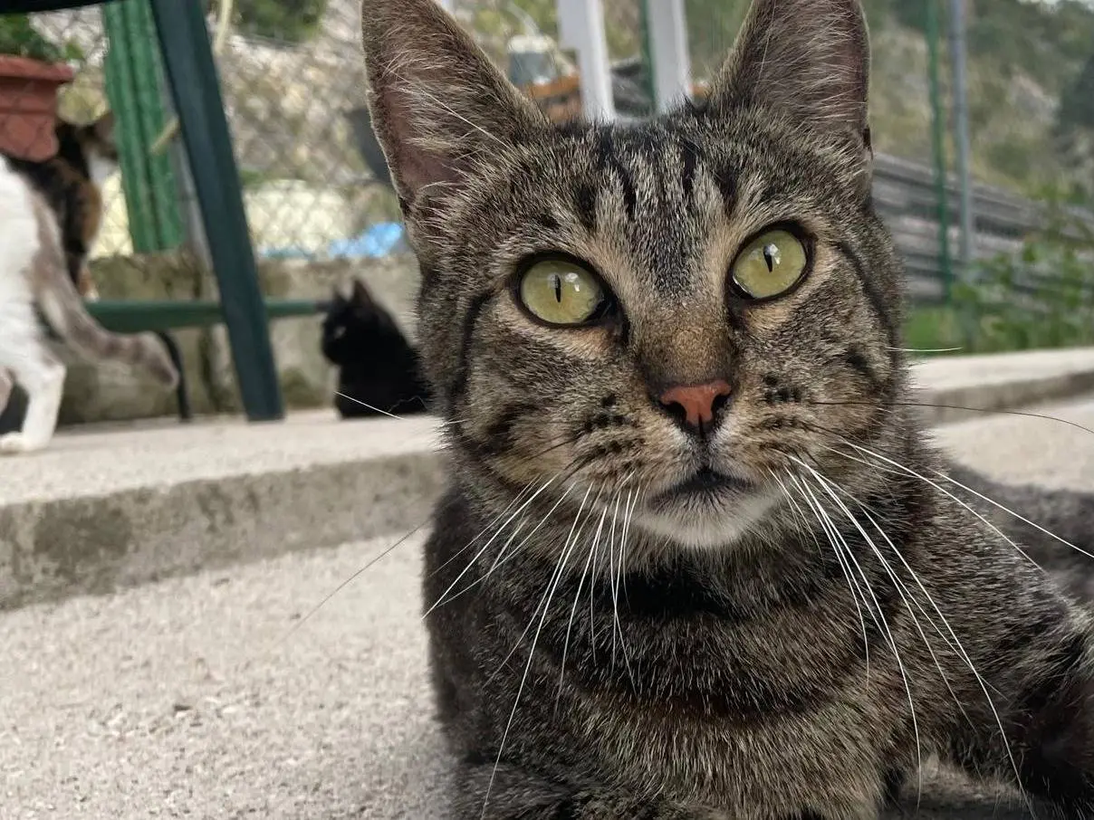 Adozione gatto, maschio, Razza sconosciuta Razza sconosciuta, 5 anni e 3 mesi, taglia non valida, Terni