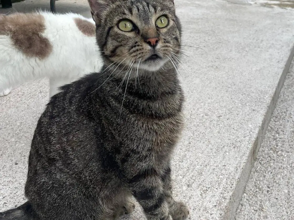 Adotta un gatto, maschio, 5 anni e 3 mesi, Terni