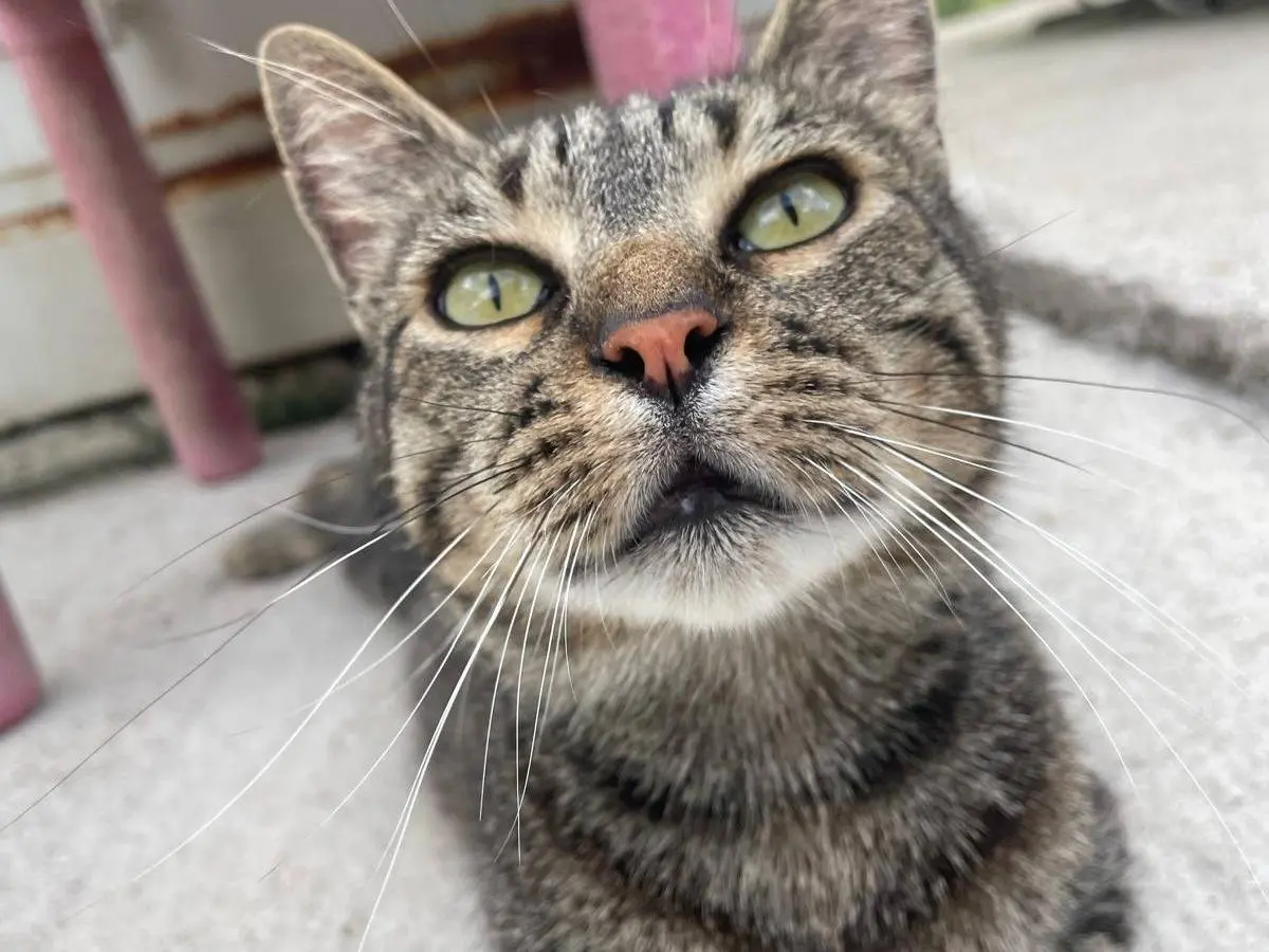 Vuoi adottare un gatto a Terni?