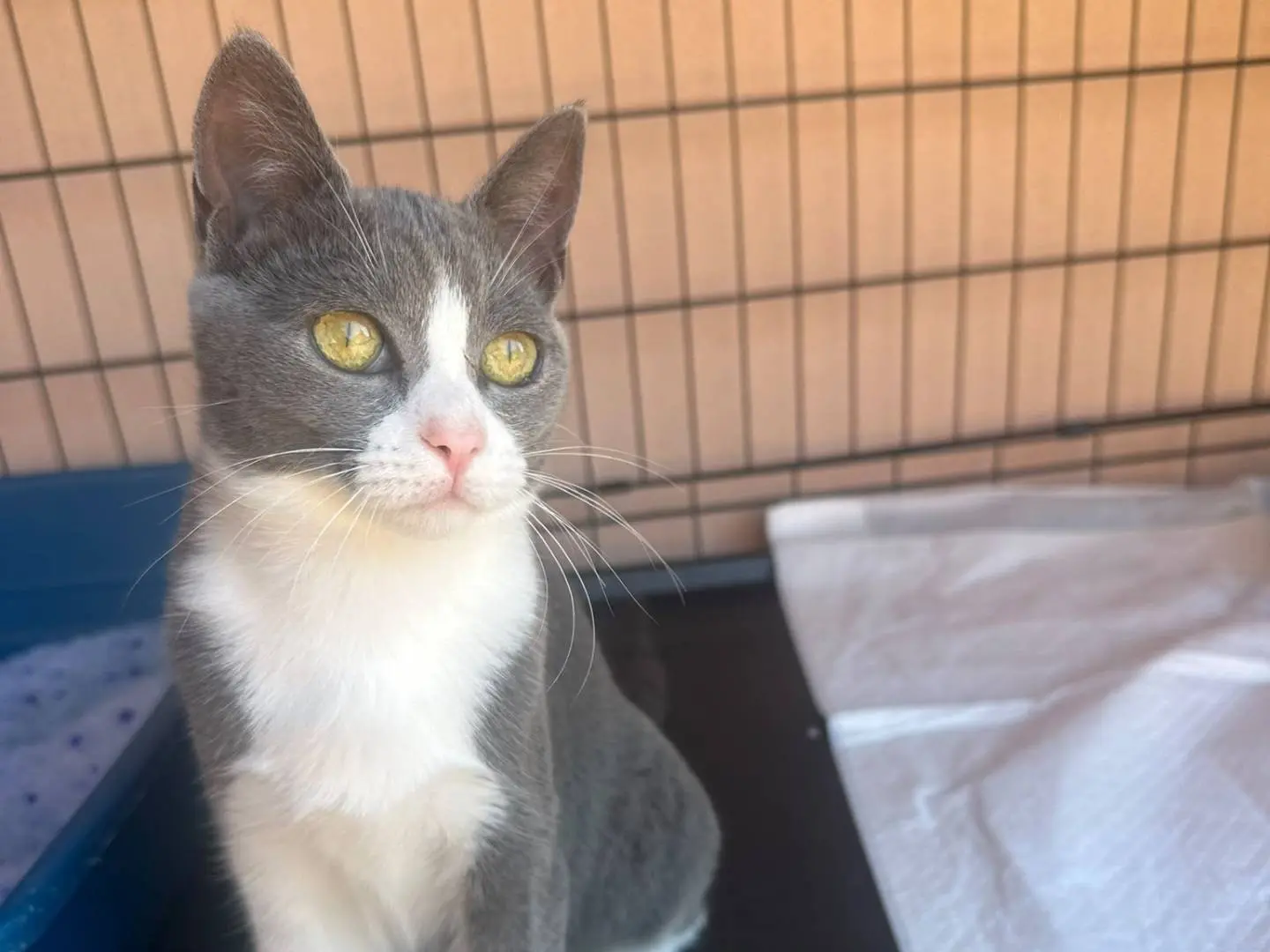 Vuoi adottare un gatto a Monza?