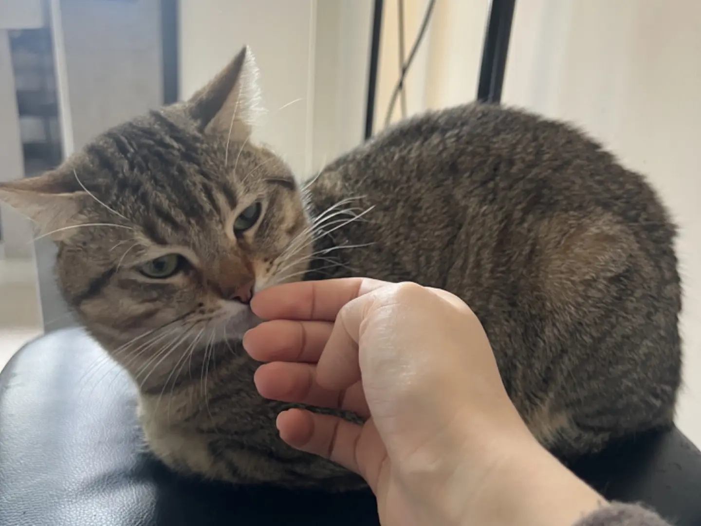 Adozione gatto, maschio, Razza sconosciuta Razza sconosciuta, 2 anni e 5 mesi, taglia non valida, Roma