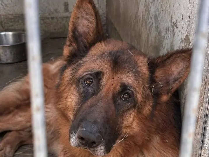 Adozione cane, maschio, Pastore tedesco Razza sconosciuta, 3 anni e 1 mese, taglia grande, Grosseto