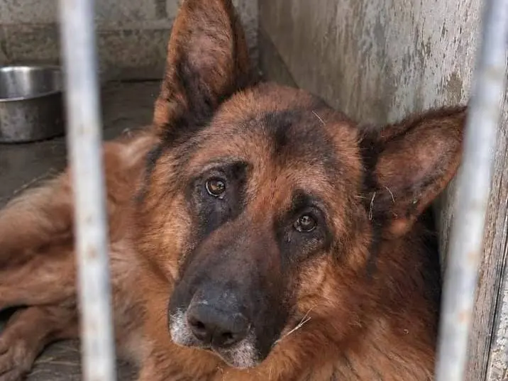 Adotta un cane, maschio, 3 anni e 1 mese, Grosseto