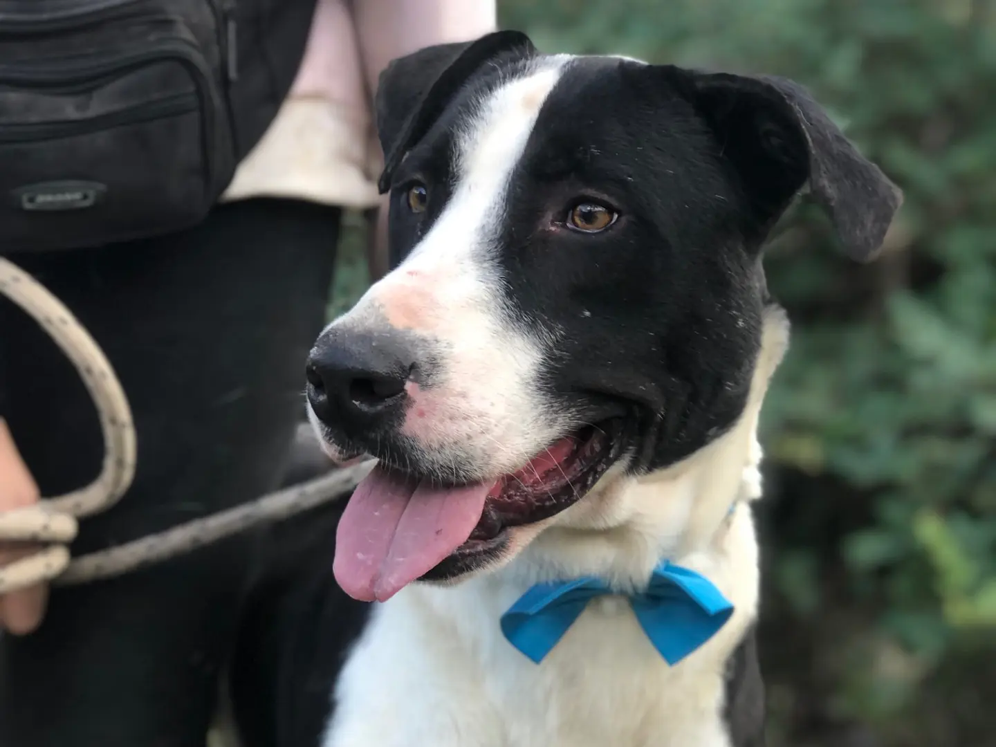 Adozione cane, maschio, Razza sconosciuta Razza sconosciuta, 3 anni e 4 mesi, taglia media, Latina