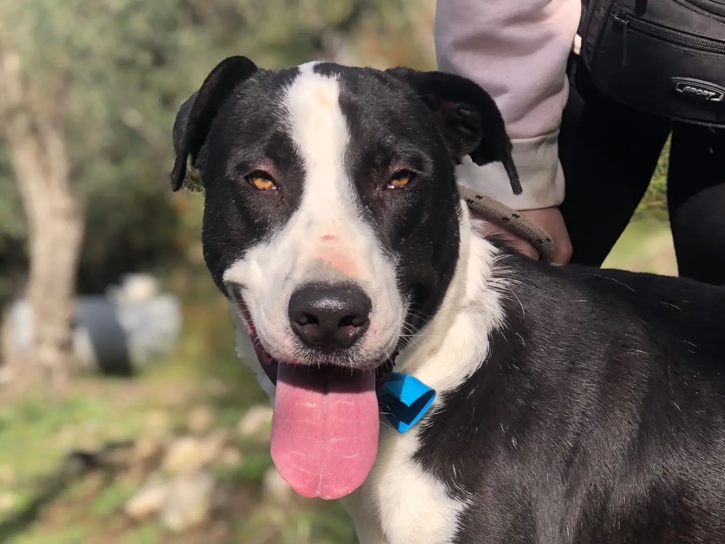 Adotta un cane, maschio, 3 anni e 4 mesi, Latina