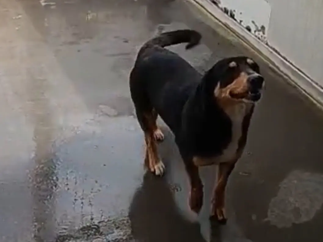 Adotta un cane, taglia media contenuta, femmina, Latina