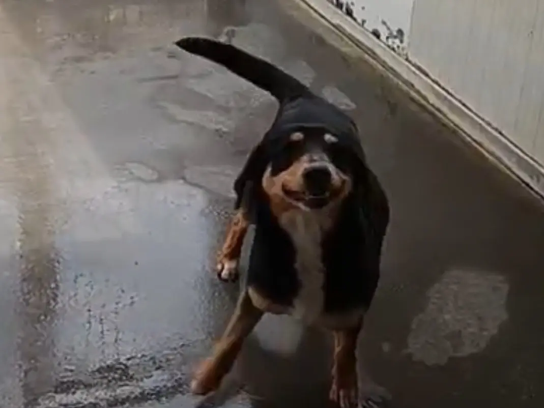 Vuoi adottare un cane a Latina?