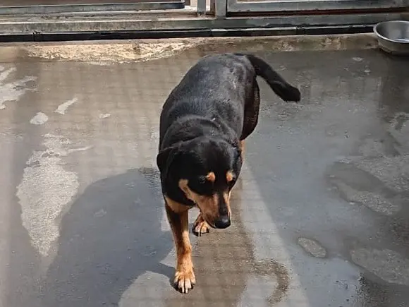 Adotta un cane, femmina, 4 anni e 6 mesi, Latina