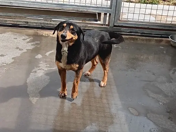 Adozione cane, femmina, Razza sconosciuta Razza sconosciuta, 4 anni e 6 mesi, taglia media contenuta, Latina
