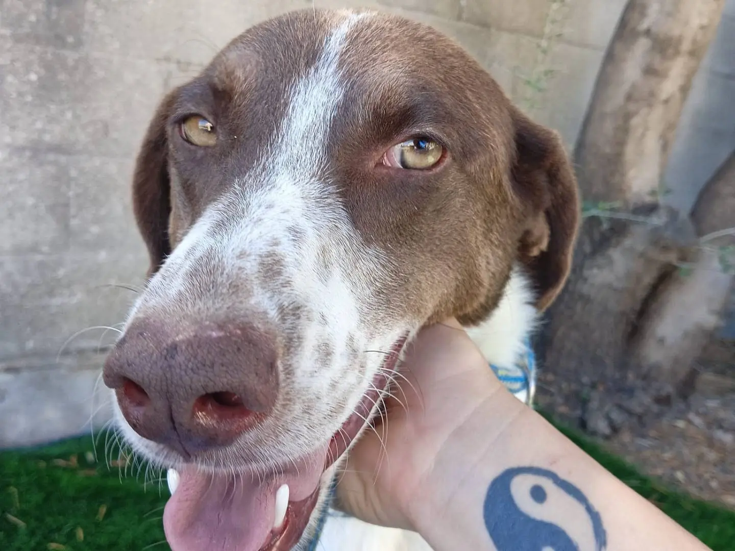 Adotta un cane, femmina, 5 anni e 5 mesi, Crotone