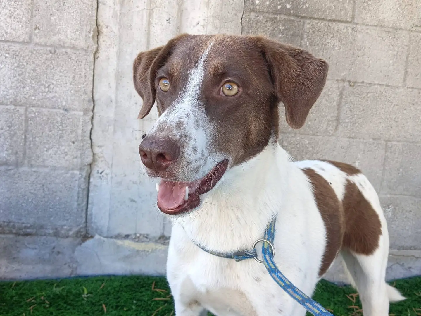 Adozione cane, femmina, Razza sconosciuta Razza sconosciuta, 5 anni e 5 mesi, taglia media, Crotone