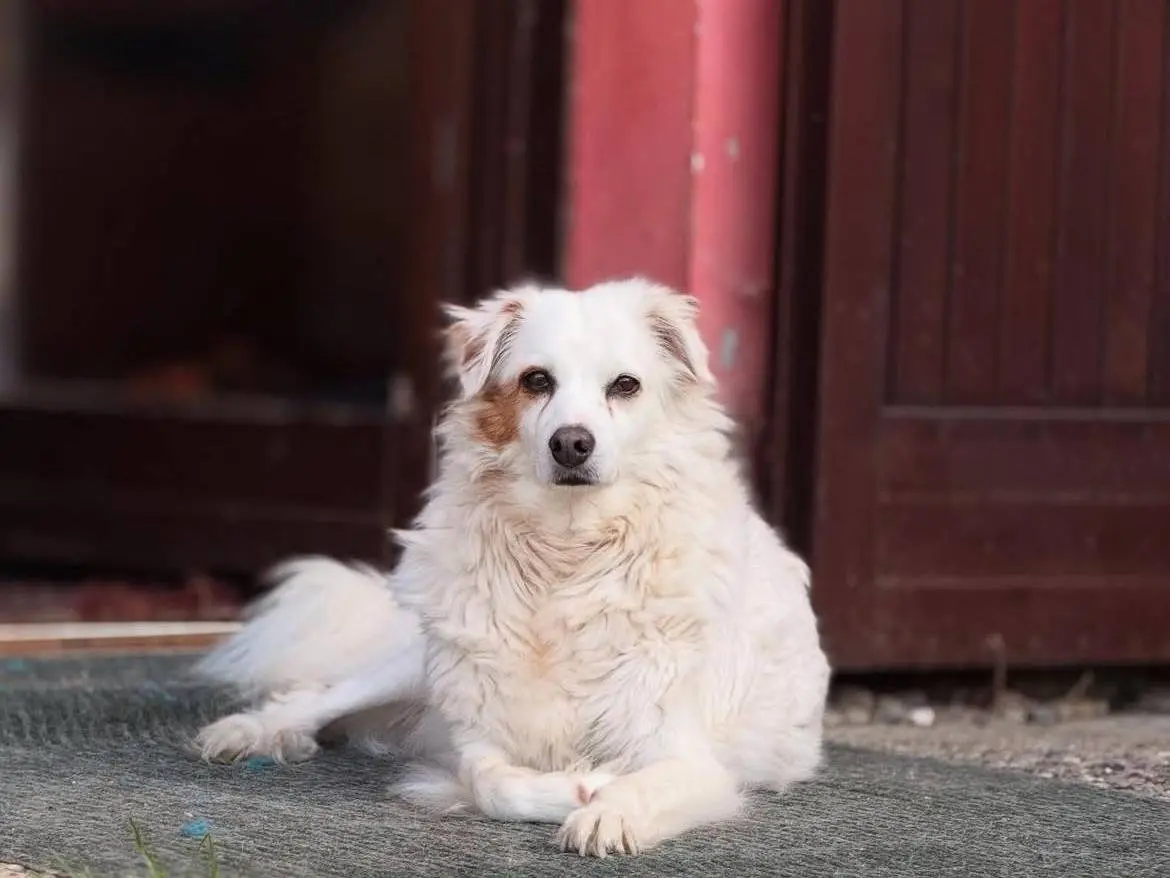 Adozione cane, maschio, Razza sconosciuta Razza sconosciuta, 11 anni e 10 mesi, taglia piccola, Bergamo