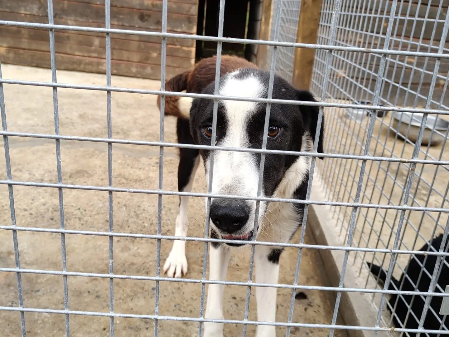 Adozione cane, femmina, Razza sconosciuta Razza sconosciuta, 3 anni e 8 mesi, taglia media, Milano