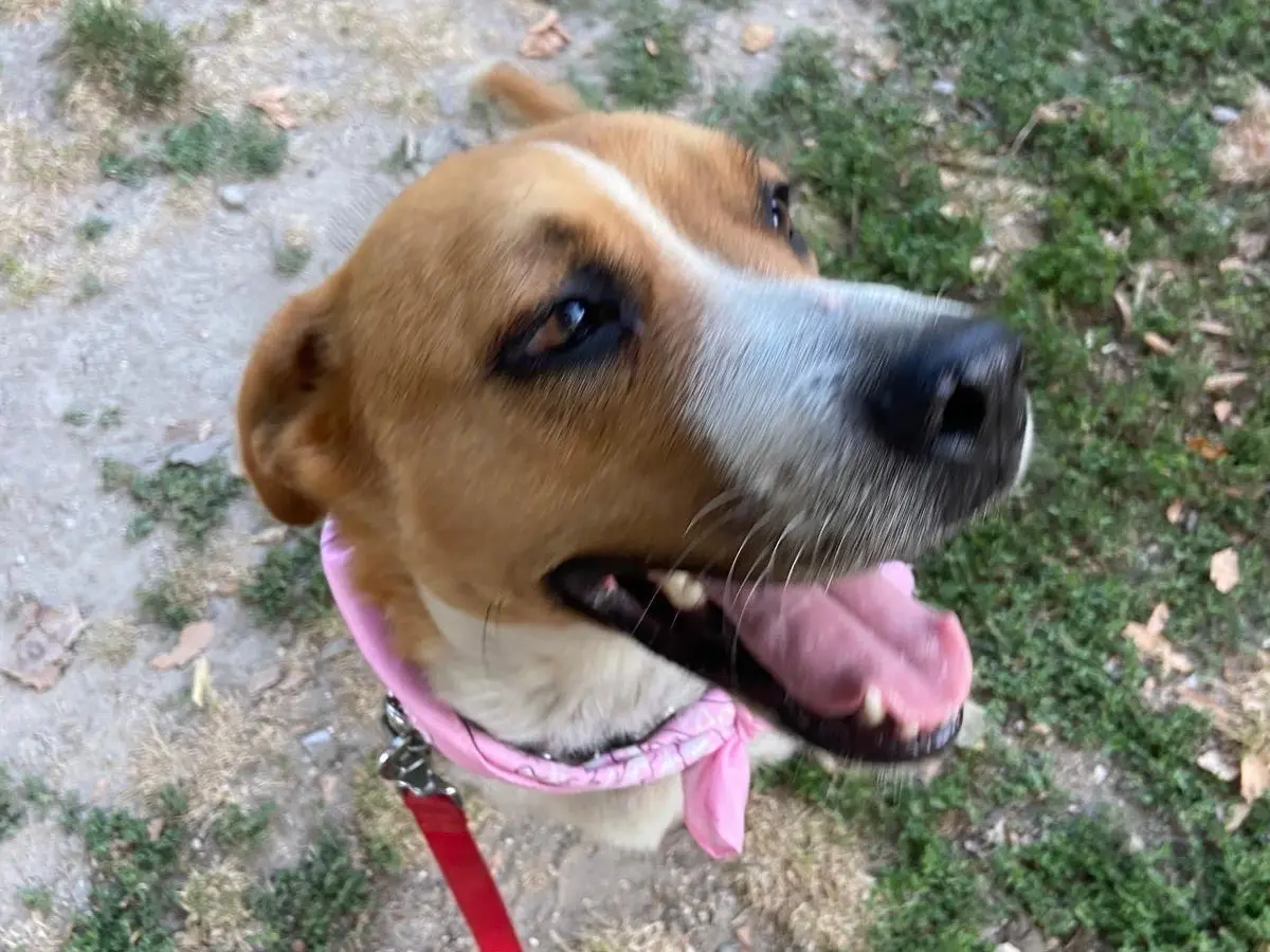 Adotta un cane, femmina, 5 anni e 4 mesi, Milano