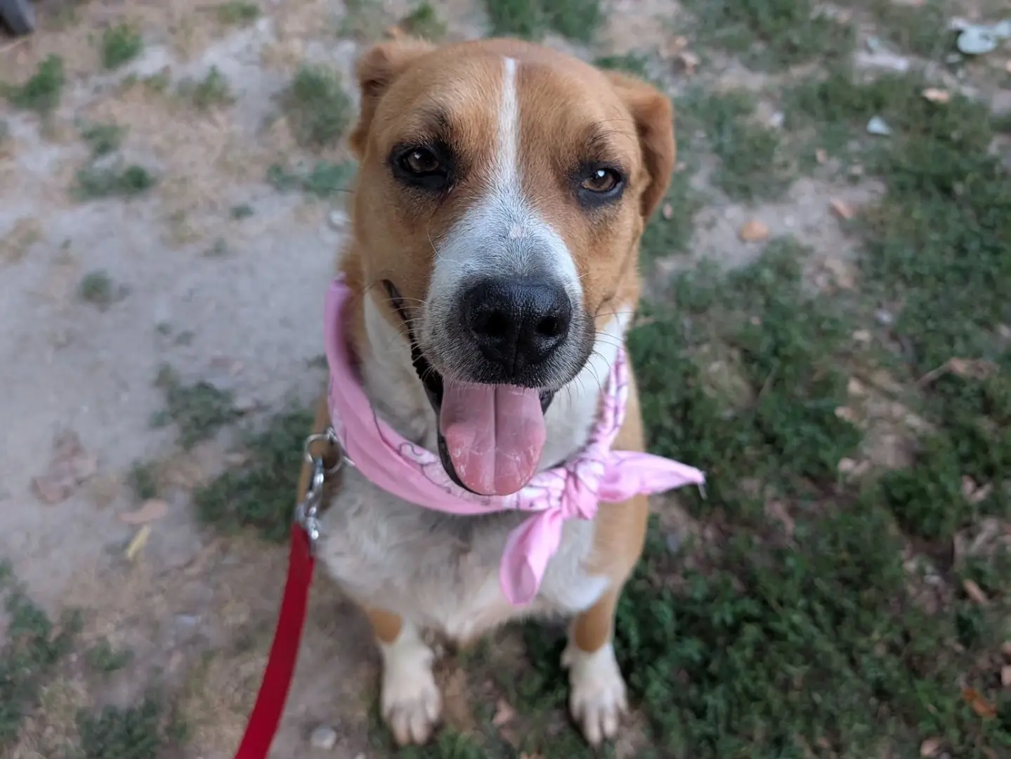 Adozione cane, femmina, Razza sconosciuta Razza sconosciuta, 5 anni e 4 mesi, taglia media, Milano