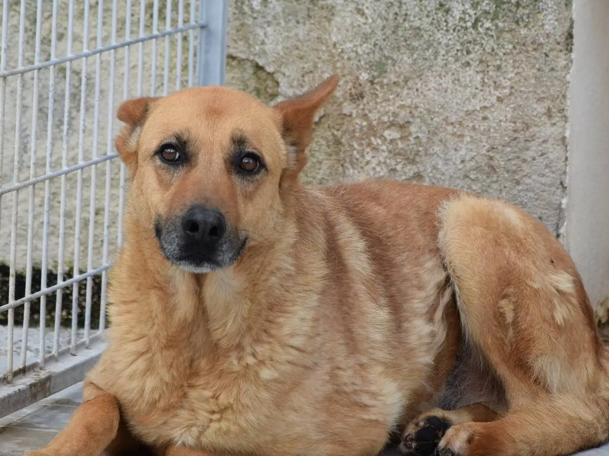Adozione cane, maschio, Razza sconosciuta Razza sconosciuta, 9 anni e 10 mesi, taglia media, Verona