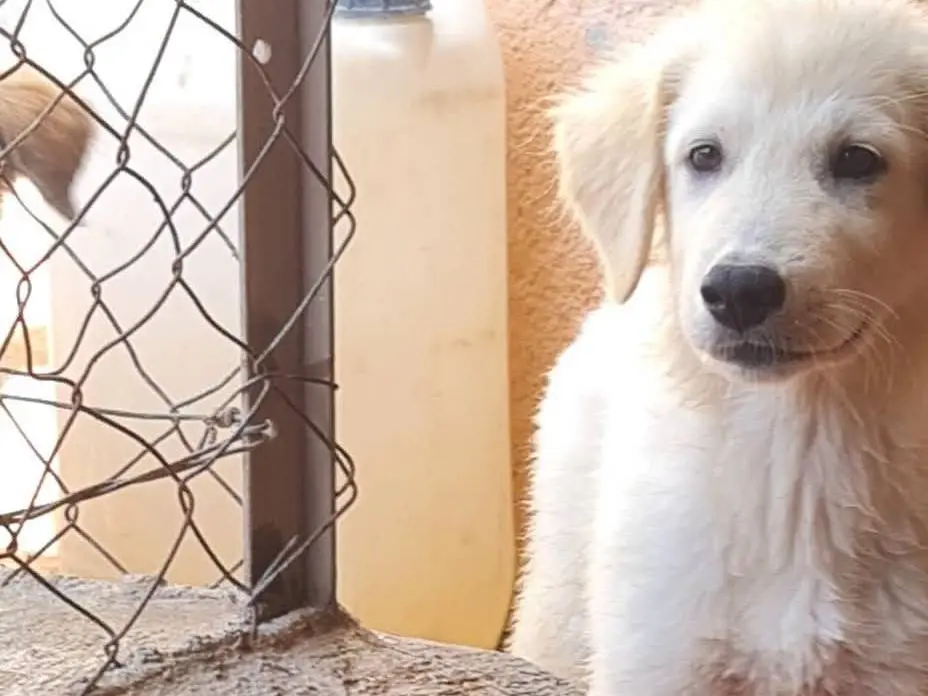 Adotta un cane, maschio, 3 mesi, Trapani