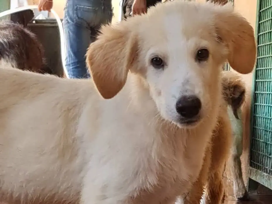 Adotta il cane Billy a Trapani