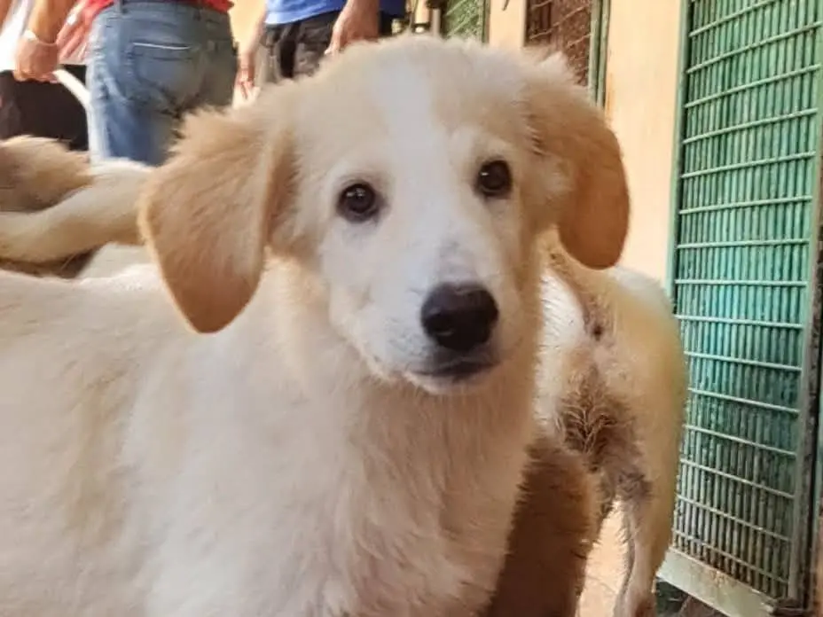 Vuoi adottare un cane a Trapani?