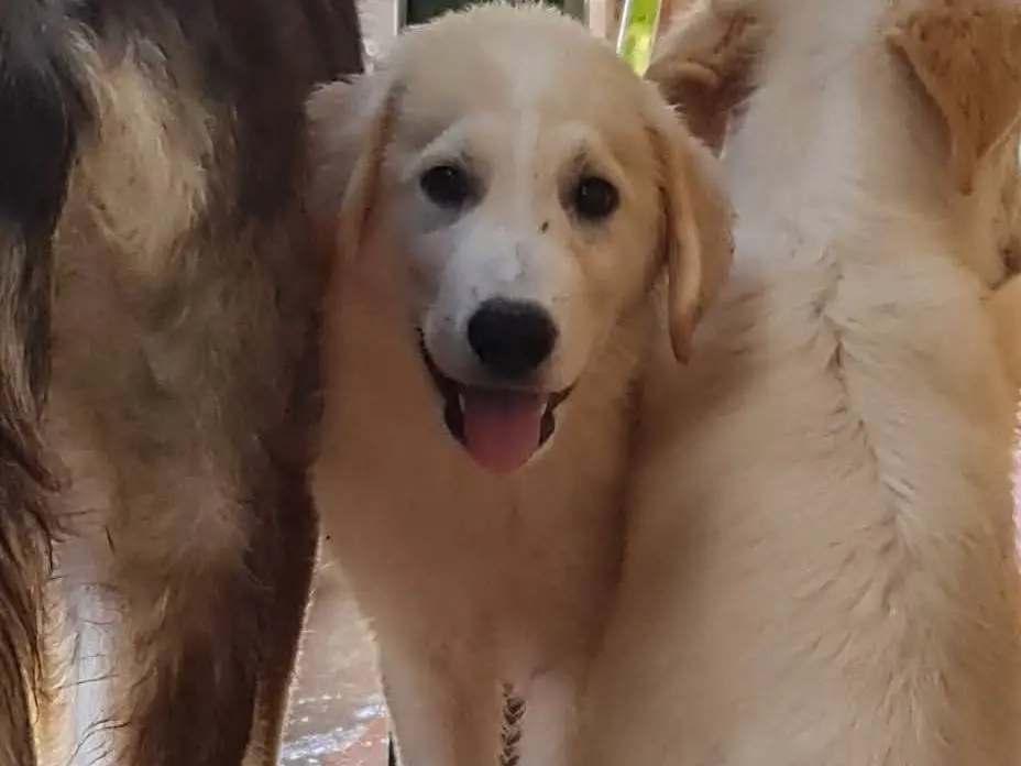 Adotta un cane, taglia media, maschio, Trapani