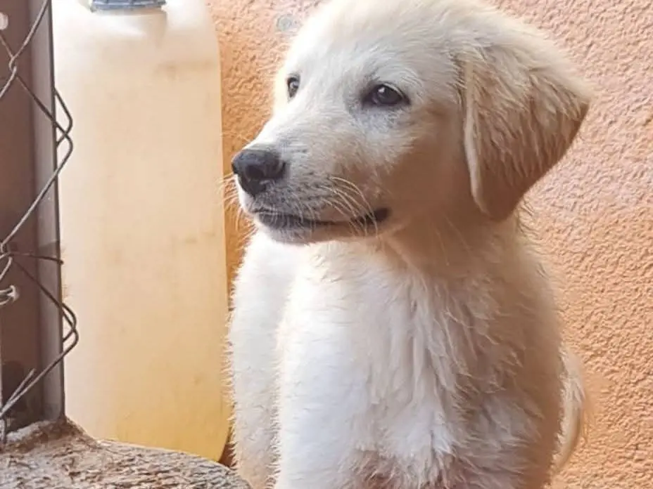 Adozione cane, maschio, Razza sconosciuta Razza sconosciuta, 3 mesi, taglia media, Trapani