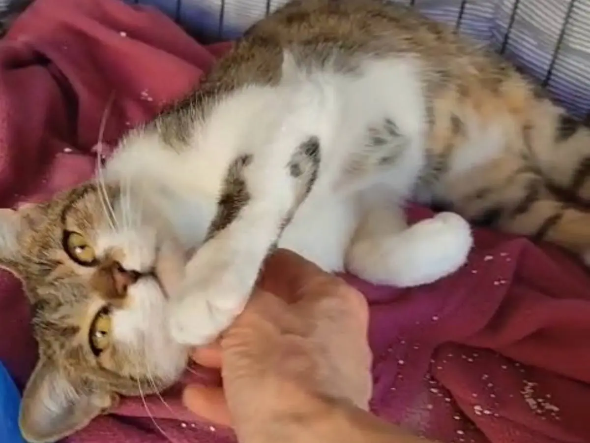 Adotta un gatto, femmina, 9 mesi, Roma