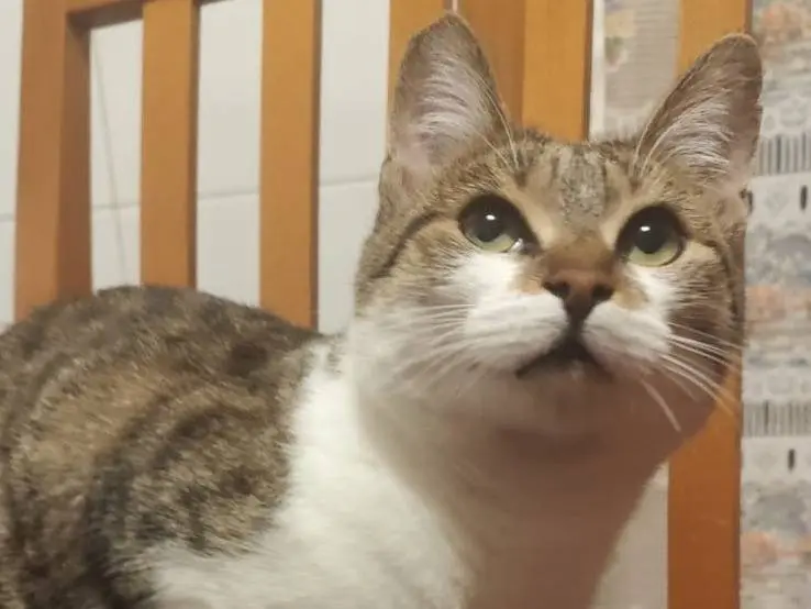 Adozione gatto, femmina, Razza sconosciuta Razza sconosciuta, 9 mesi, taglia non valida, Roma