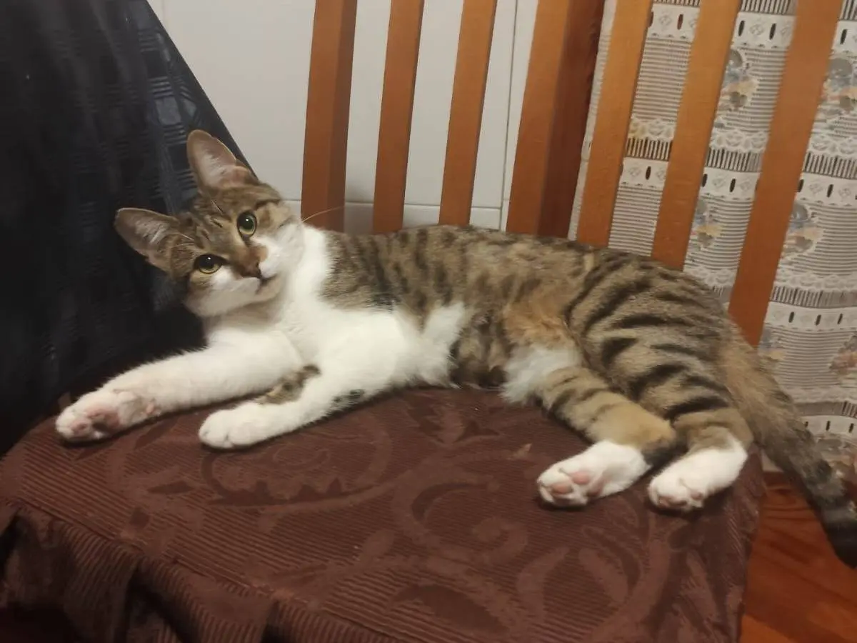 Adotta un gatto, taglia non valida, femmina, Roma