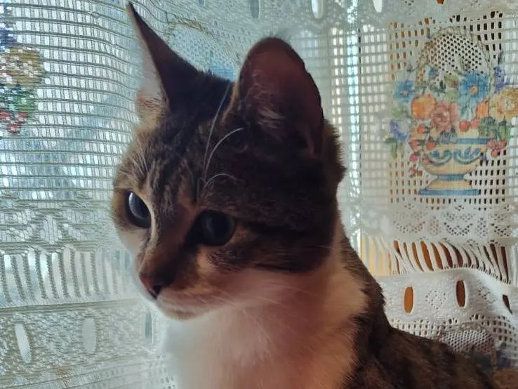 Vuoi adottare un gatto a Roma?