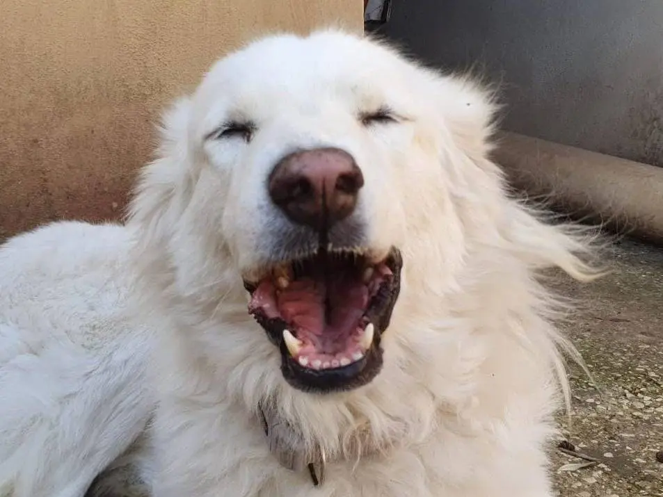 Vuoi adottare un cane a Roma?