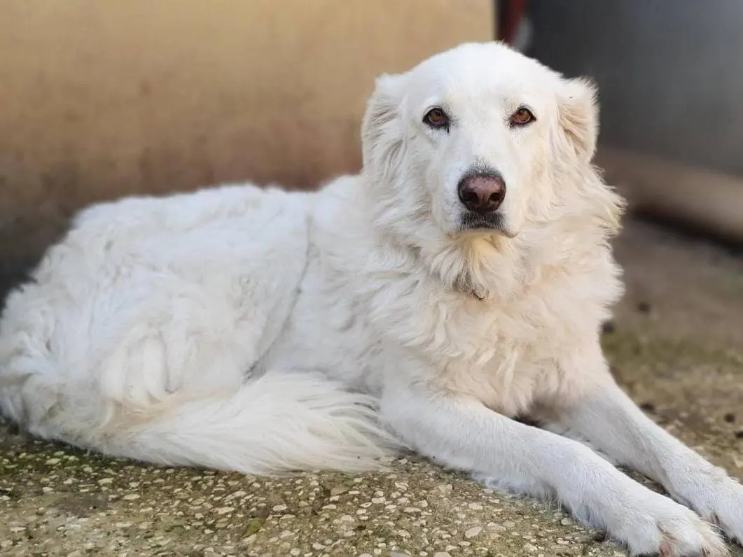 Adozione cane, femmina, Pastore maremmano, 8 anni e 2 mesi, taglia grande, Roma