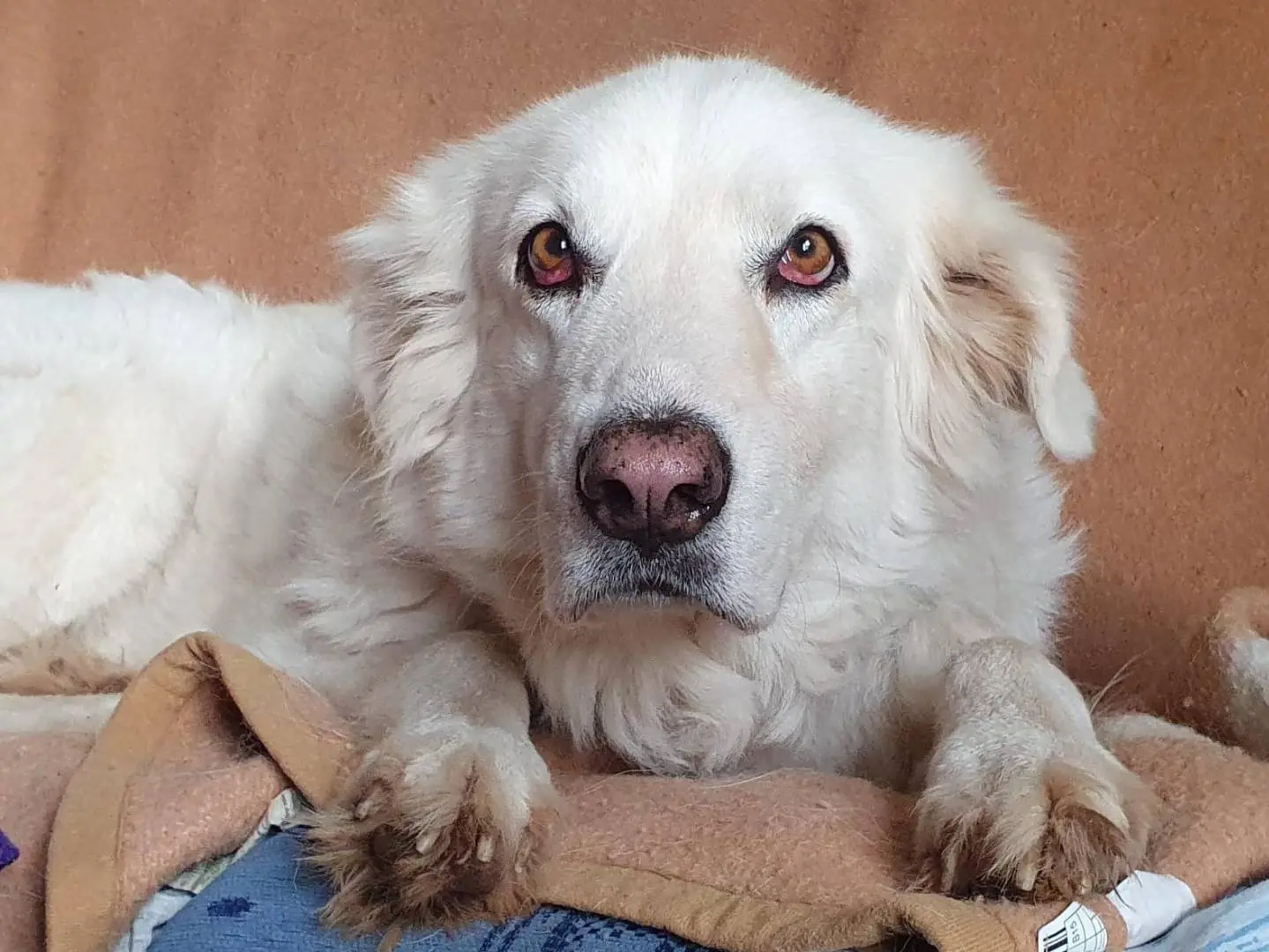Adotta un cane, femmina, 8 anni e 2 mesi, Roma