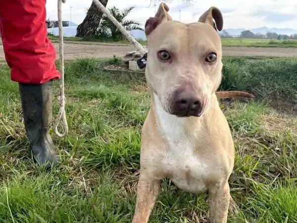 Vuoi adottare un cane a Latina?