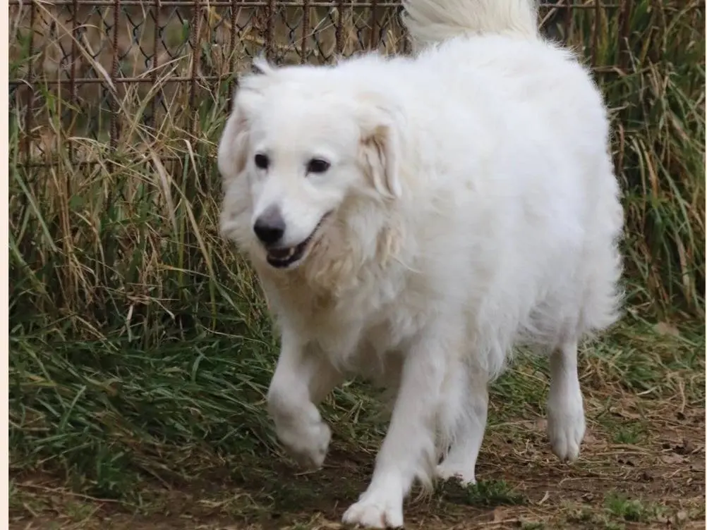 Adotta un cane, femmina, 6 anni e 8 mesi, Milano