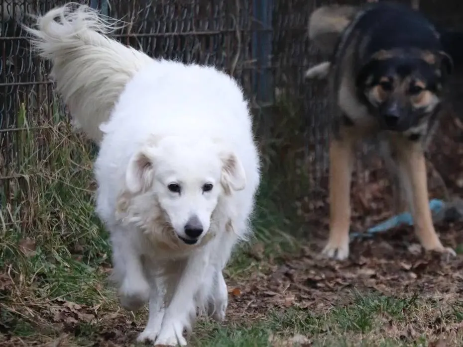Adozione cane, femmina, Pastore maremmano, 6 anni e 8 mesi, taglia media, Milano